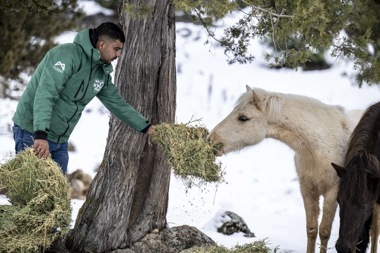 Toroslar’da yılkı atlarına kış desteği: Karboğazı’na yem bırakıldı 6